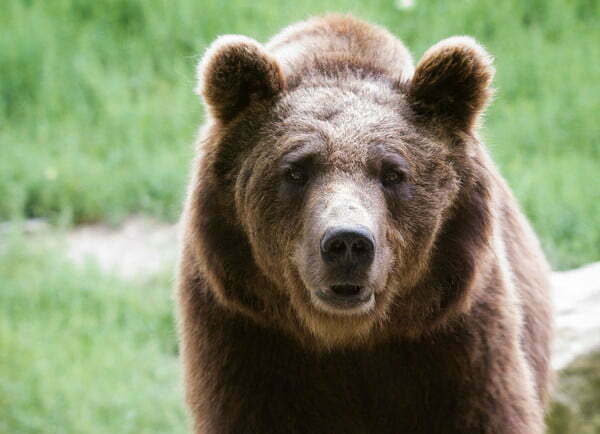 niedźwiedź w Bieszczadach