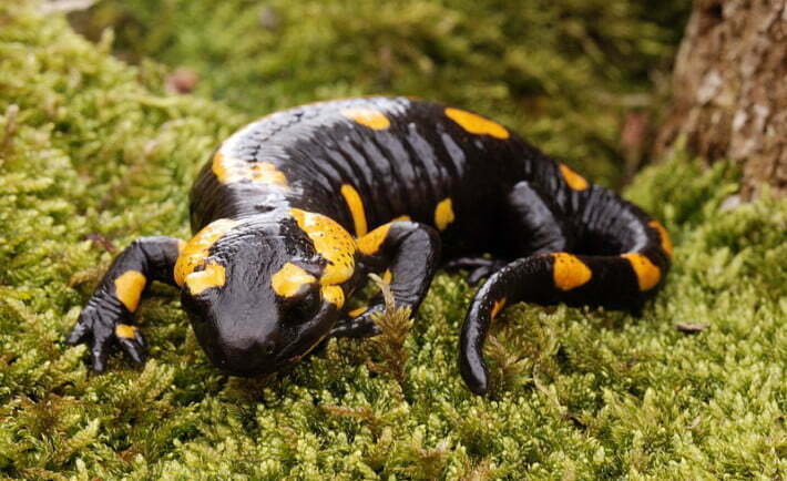 Salamandra plamista
