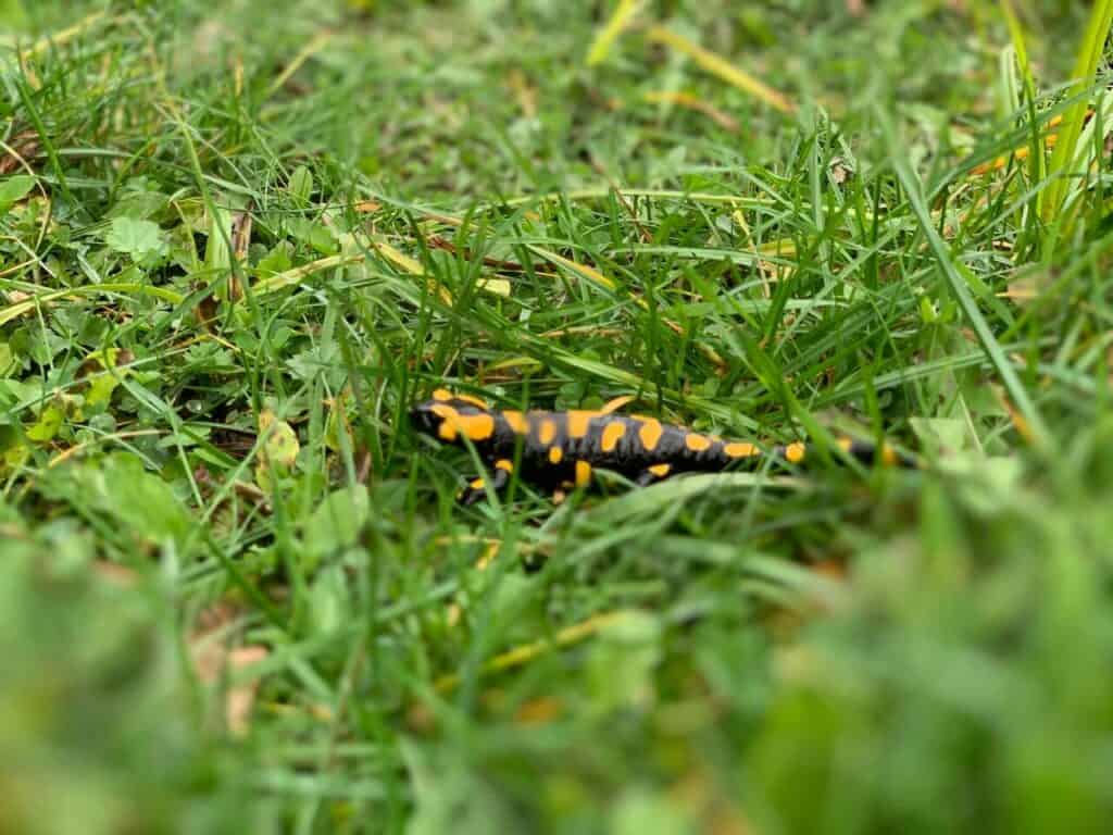 Salamandra plamista w Bieszczadach / fot. Grzegorz Miłkowski