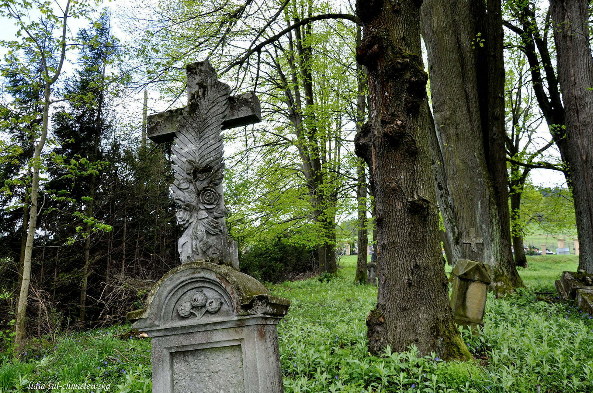 Stary cmentarz, Berehy Dolne / fot. Lidia Tul-Chmielewska
