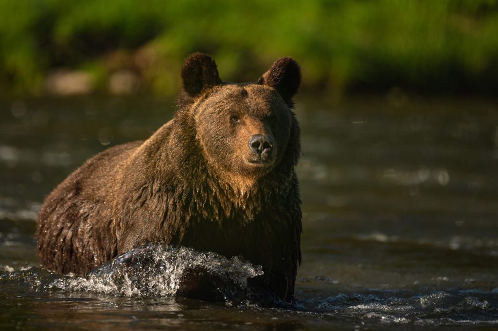 Niedźwiedzie w Bieszczadach