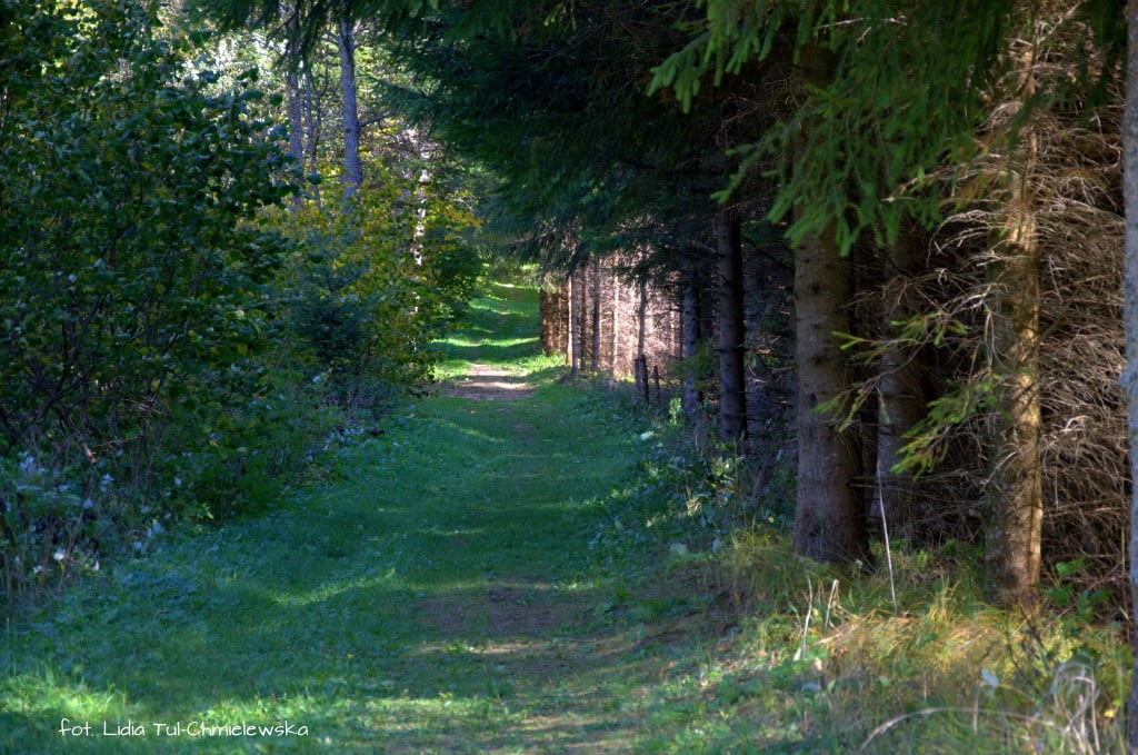 Droga leśna do Brenzberg fot. Lidia Tul-Chmielewska