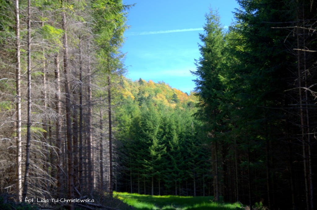 Kolory lasu Biesczady Muczne - fot. Lidia Tul-Chmielewska