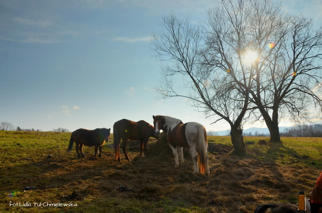 Konie na Teleśnicy, Sanna / fot. Lidia Tul-Chmielewska