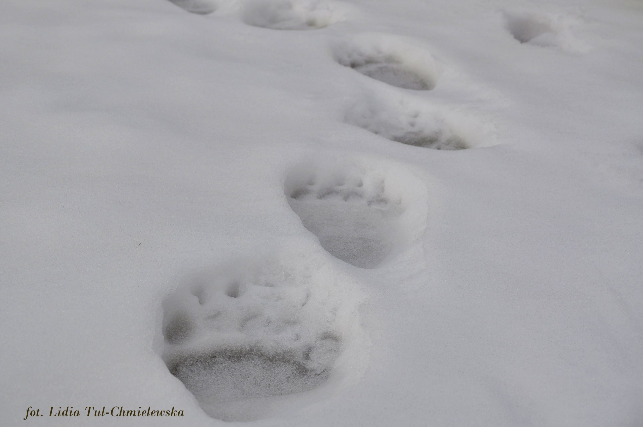 Misiowe ślady na sniegu fot. Lidia Tul-Chmielewska