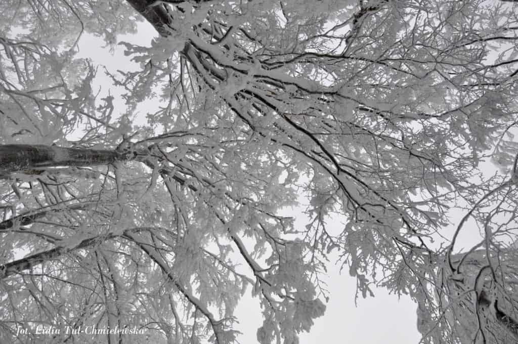 Zimowe bieszczadzkie piekno fot. Lidia Tul-Chmielewska